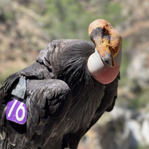 condor1